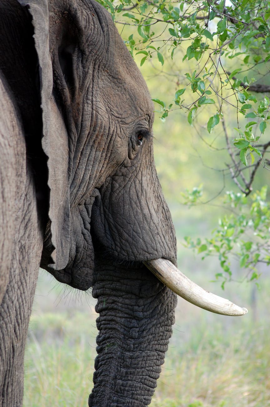 An elephant in profile.